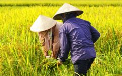 时间以至能比往年提前一两个月
